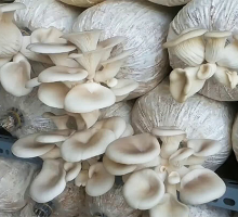 KĨ THUẬT NUÔI TRỒNG NẤM