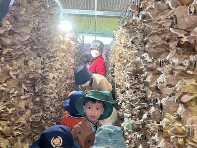 XÂY DỰNG CHUỖI GIÁ TRỊ CỦA NẤM LÂM ĐỒNG