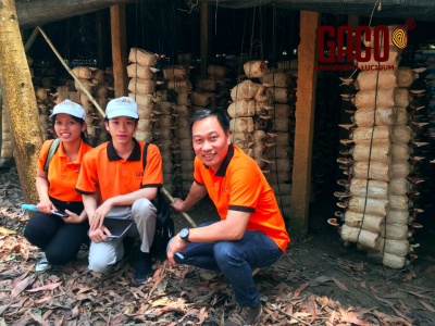 CHUYẾN THAM QUAN TÌM HIỂU VÙNG NGUYÊN LIỆU : NẤM LINH CHI GACO