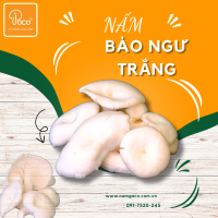 NẤM BÀO NGƯ TRẮNG POCO