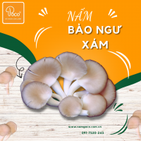 NẤM BÀO NGƯ XÁM POCO