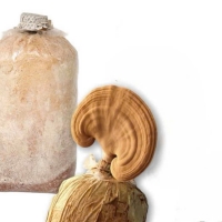 Phôi nấm linh chi đỏ