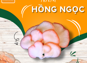 NẤM HỒNG NGỌC POCO 