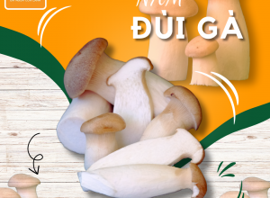 NẤM ĐÙI GÀ BABY POCO