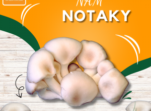 NẤM NOTAKY – GIÁ TRỊ DINH DƯỠNG CHO SỨC KHỎE 