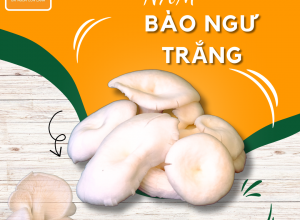 NẤM BÀO NGƯ TRẮNG POCO