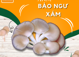 NẤM BÀO NGƯ XÁM POCO