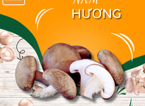 NẤM HƯƠNG TƯƠI POCO