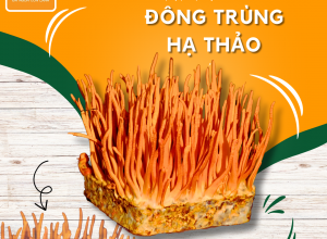 NẤM ĐÔNG TRÙNG HẠ THẢO POCO