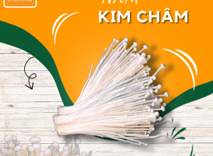 NẤM KIM CHÂM HÀN QUỐC POCO