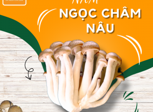 NẤM NGỌC  CHÂM NÂU POCO 