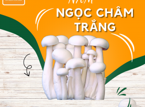 NẤM NGỌC  CHÂM TRẮNG POCO 
