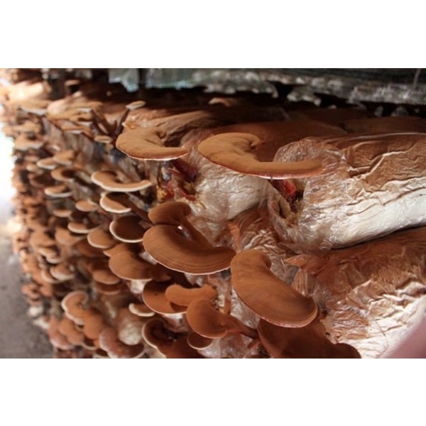 Phôi nấm linh chi đỏ