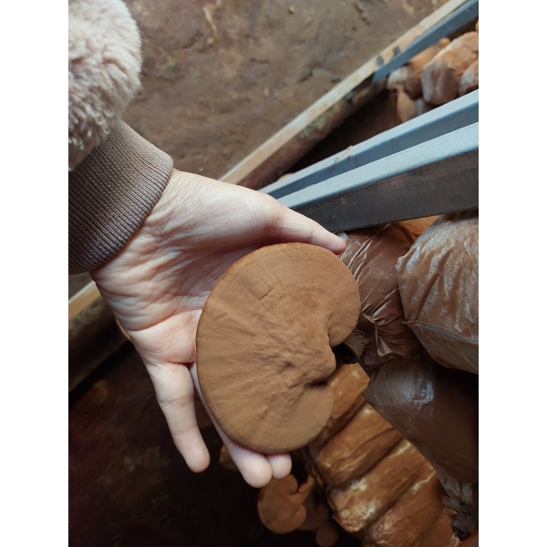 Phôi nấm linh chi đỏ