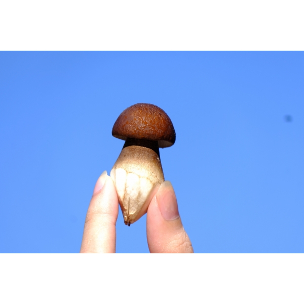 NẤM MỐI POCO