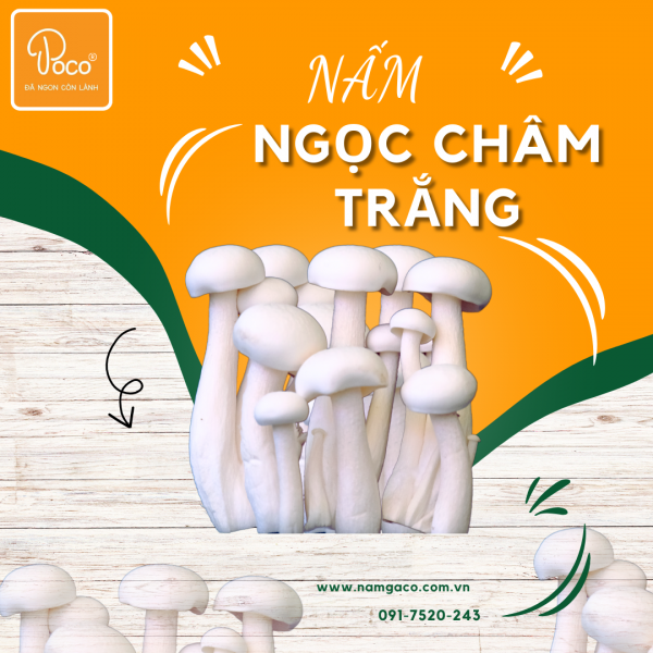 NẤM NGỌC  CHÂM TRẮNG POCO 