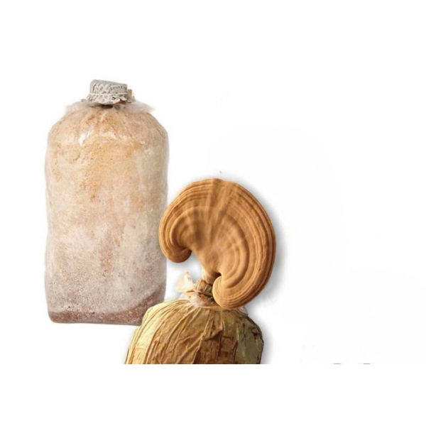 Phôi nấm linh chi đỏ