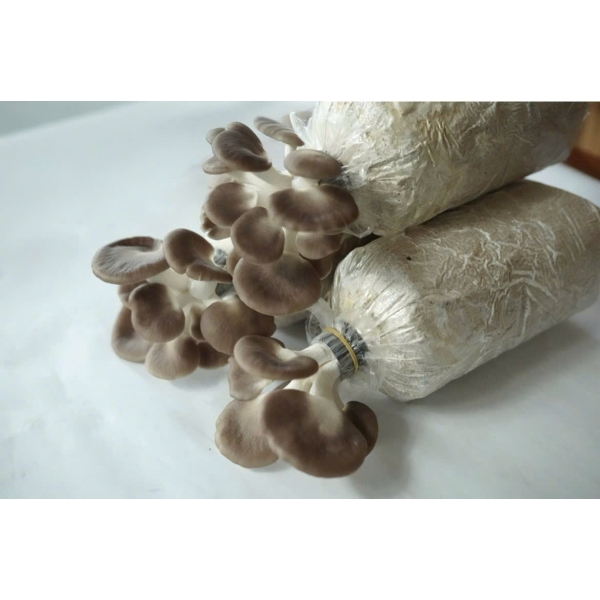 Phôi nấm xám bào ngư không liên kết - Ảnh 2