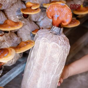 PHÔI NẤM LINH CHI ĐỎ